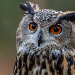 Great Horned Owl PhotoWILD Carolina Raptor Center