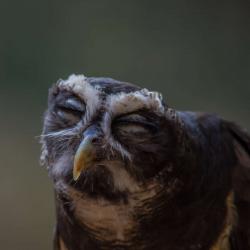 Estrella Spectacled Owl PhotoWILD Carolina Raptor Center